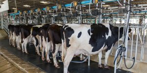 WSH first to roll out RSPCA Assured milk
