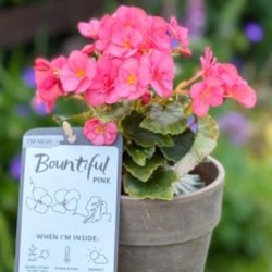 British Garden Centres launches ‘Bountiful Pink’