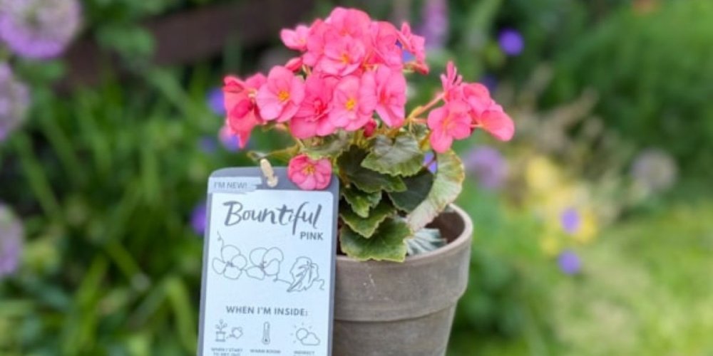 British Garden Centres launches ‘Bountiful Pink’