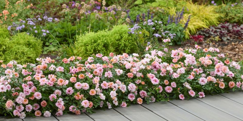 Hillier’s launches four new plant varieties